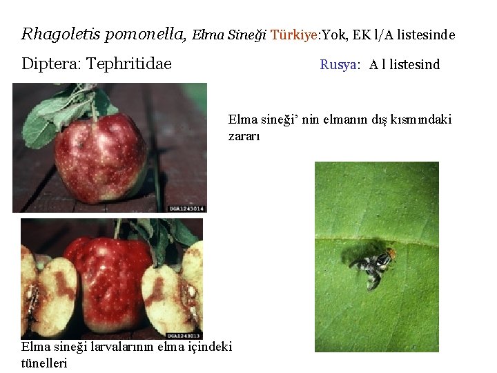 Rhagoletis pomonella, Elma Sineği Türkiye: Yok, EK l/A listesinde Diptera: Tephritidae Rusya: A l