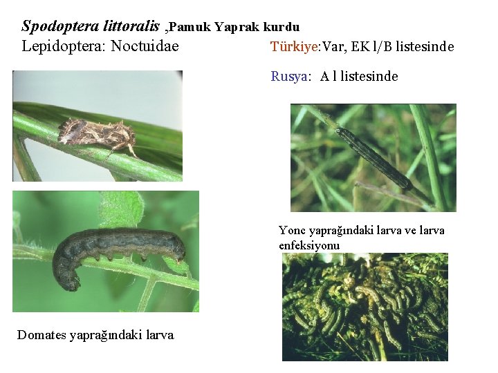 Spodoptera littoralis , Pamuk Yaprak kurdu Lepidoptera: Noctuidae Türkiye: Var, EK l/B listesinde Rusya: