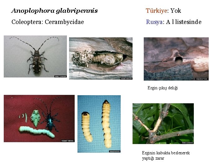 Anoplophora glabripennis Türkiye: Yok Coleoptera: Cerambycidae Rusya: A l listesinde Ergin çıkış deliği Erginin