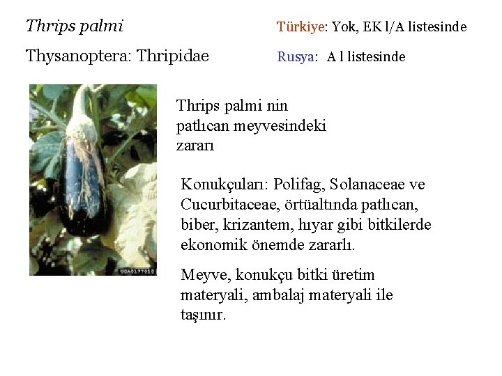 Thrips palmi Türkiye: Yok, EK l/A listesinde Thysanoptera: Thripidae Rusya: A l listesinde Thrips