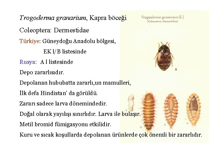 Trogoderma granarium, Kapra böceği Coleoptera: Dermestidae Türkiye: Güneydoğu Anadolu bölgesi, EK l/B listesinde Rusya: