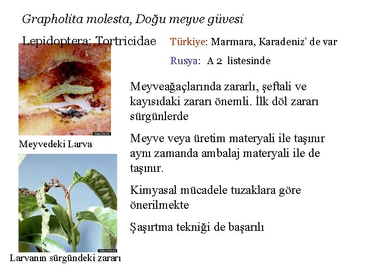 Grapholita molesta, Doğu meyve güvesi Lepidoptera: Tortricidae Türkiye: Marmara, Karadeniz’ de var Rusya: A