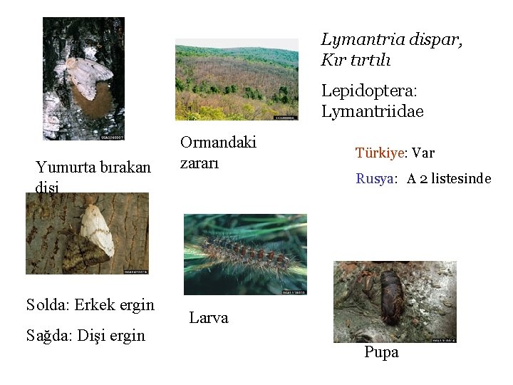 Lymantria dispar, Kır tırtılı Lepidoptera: Lymantriidae Yumurta bırakan dişi Solda: Erkek ergin Sağda: Dişi