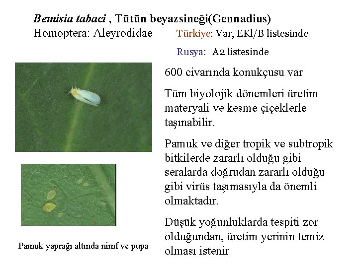 Bemisia tabaci , Tütün beyazsineği(Gennadius) Homoptera: Aleyrodidae Türkiye: Var, EKl/B listesinde Rusya: A 2