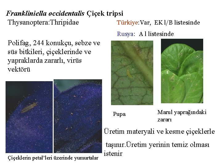 Frankliniella occidentalis Çiçek tripsi Thysanoptera: Thripidae Türkiye: Var, EK l/B listesinde Rusya: A l