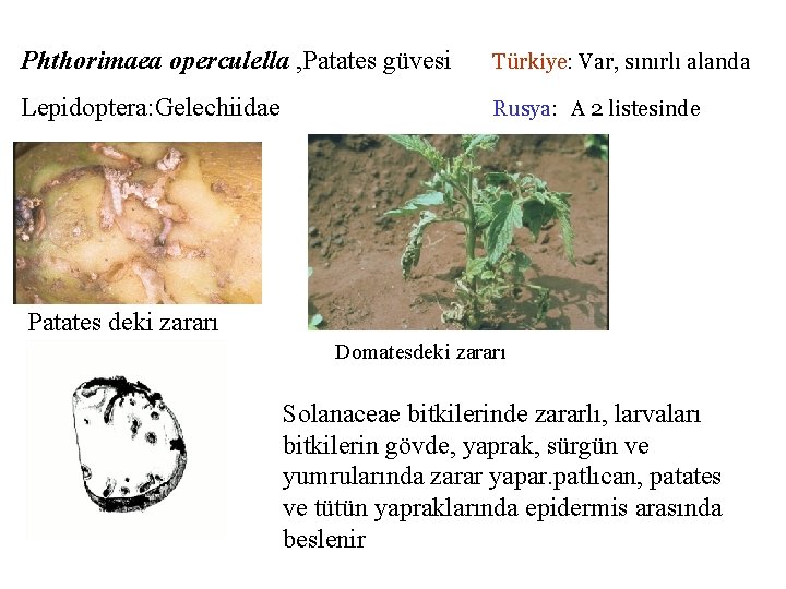 Phthorimaea operculella , Patates güvesi Türkiye: Var, sınırlı alanda Lepidoptera: Gelechiidae Rusya: A 2