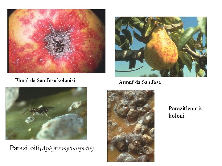 Elma’ da San Jose kolonisi Armut’da San Jose Parazitlenmiş koloni Parazitoiti(Aphytis mytilaspidis) 
