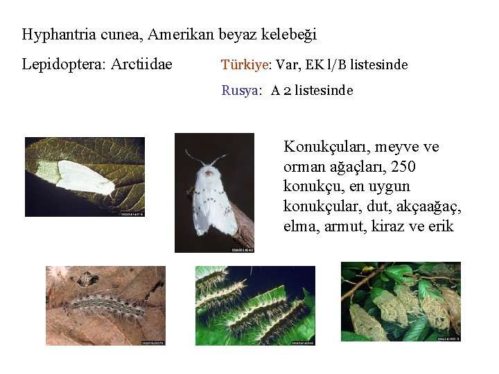 Hyphantria cunea, Amerikan beyaz kelebeği Lepidoptera: Arctiidae Türkiye: Var, EK l/B listesinde Rusya: A