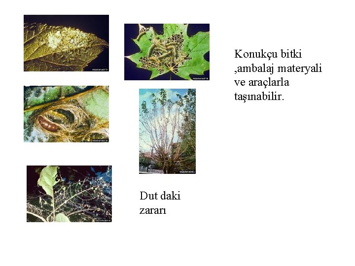 Konukçu bitki , ambalaj materyali ve araçlarla taşınabilir. Dut daki zararı 