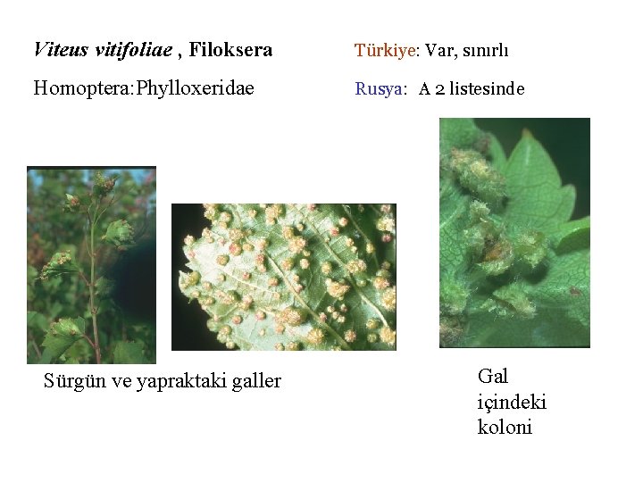 Viteus vitifoliae , Filoksera Türkiye: Var, sınırlı Homoptera: Phylloxeridae Rusya: A 2 listesinde Sürgün