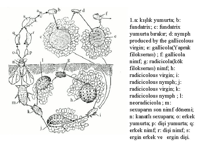 1. a: kışlık yumurta; b: fundatrix; c: fundatrix yumurta bırakır; d: nymph produced by