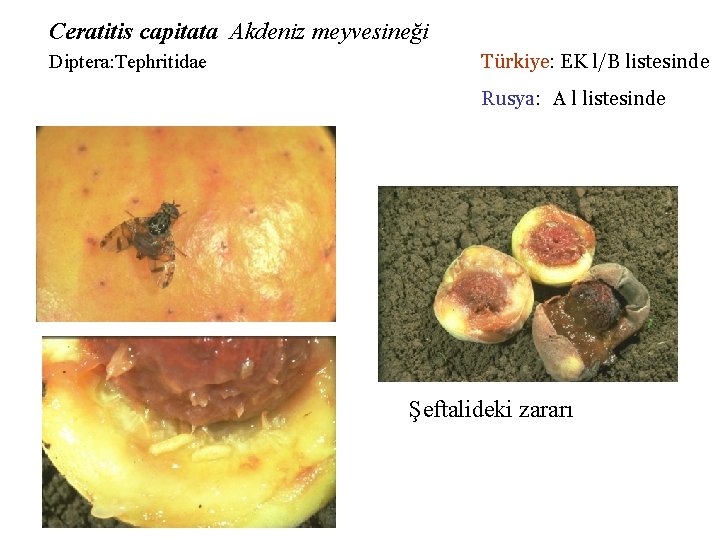 Ceratitis capitata Akdeniz meyvesineği Diptera: Tephritidae Türkiye: EK l/B listesinde Rusya: A l listesinde