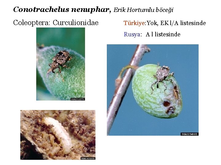 Conotrachelus nenuphar, Erik Hortumlu böceği Coleoptera: Curculionidae Türkiye: Yok, EK l/A listesinde Rusya: A