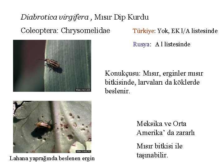 Diabrotica virgifera , Mısır Dip Kurdu Coleoptera: Chrysomelidae Türkiye: Yok, EK l/A listesinde Rusya: