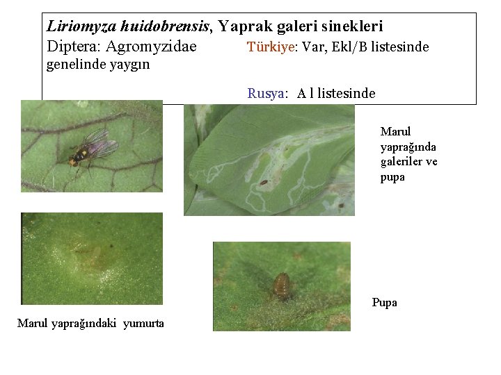 Liriomyza huidobrensis, Yaprak galeri sinekleri Diptera: Agromyzidae Türkiye: Var, Ekl/B listesinde genelinde yaygın Rusya: