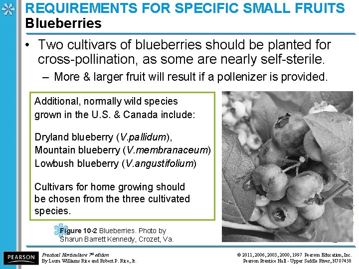 REQUIREMENTS FOR SPECIFIC SMALL FRUITS Blueberries • Two cultivars of blueberries should be planted