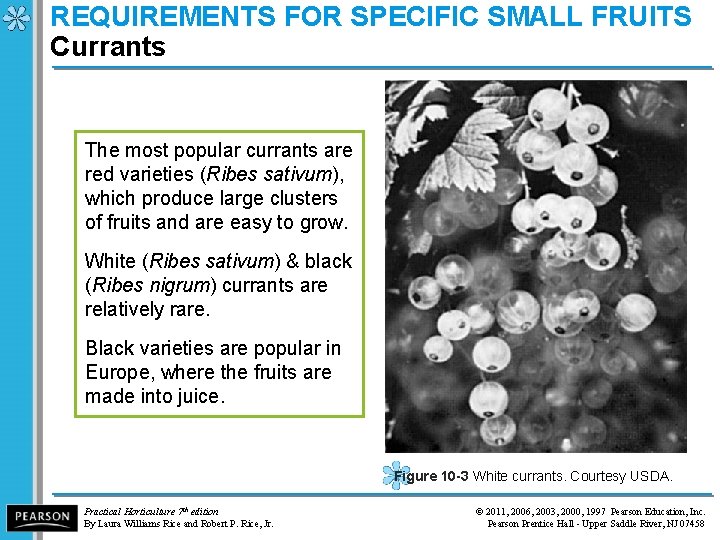 REQUIREMENTS FOR SPECIFIC SMALL FRUITS Currants The most popular currants are red varieties (Ribes