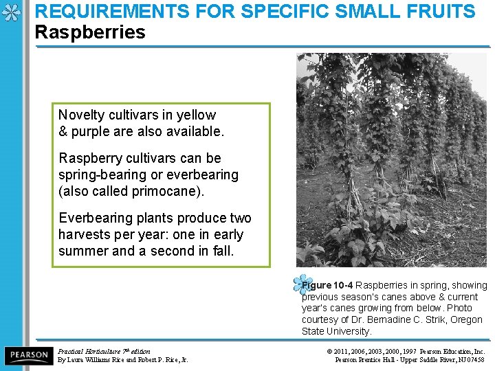 REQUIREMENTS FOR SPECIFIC SMALL FRUITS Raspberries Novelty cultivars in yellow & purple are also