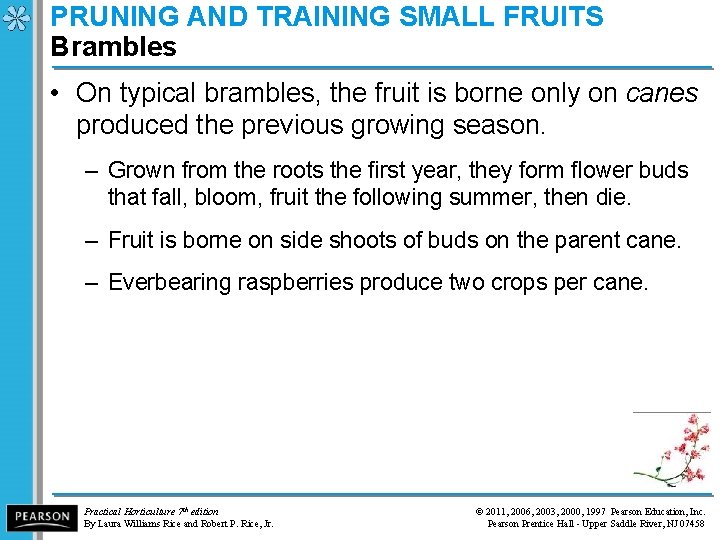 PRUNING AND TRAINING SMALL FRUITS Brambles • On typical brambles, the fruit is borne