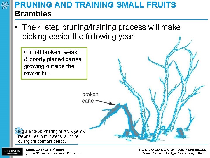 PRUNING AND TRAINING SMALL FRUITS Brambles • The 4 -step pruning/training process will make