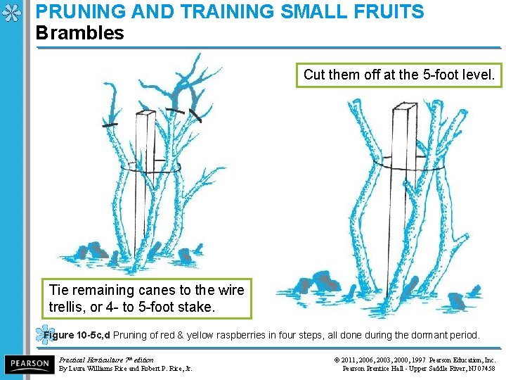 PRUNING AND TRAINING SMALL FRUITS Brambles Cut them off at the 5 -foot level.