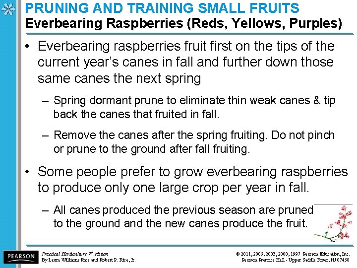 PRUNING AND TRAINING SMALL FRUITS Everbearing Raspberries (Reds, Yellows, Purples) • Everbearing raspberries fruit