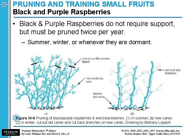 PRUNING AND TRAINING SMALL FRUITS Black and Purple Raspberries • Black & Purple Raspberries