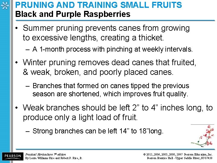 PRUNING AND TRAINING SMALL FRUITS Black and Purple Raspberries • Summer pruning prevents canes