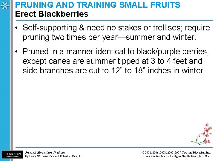 PRUNING AND TRAINING SMALL FRUITS Erect Blackberries • Self-supporting & need no stakes or