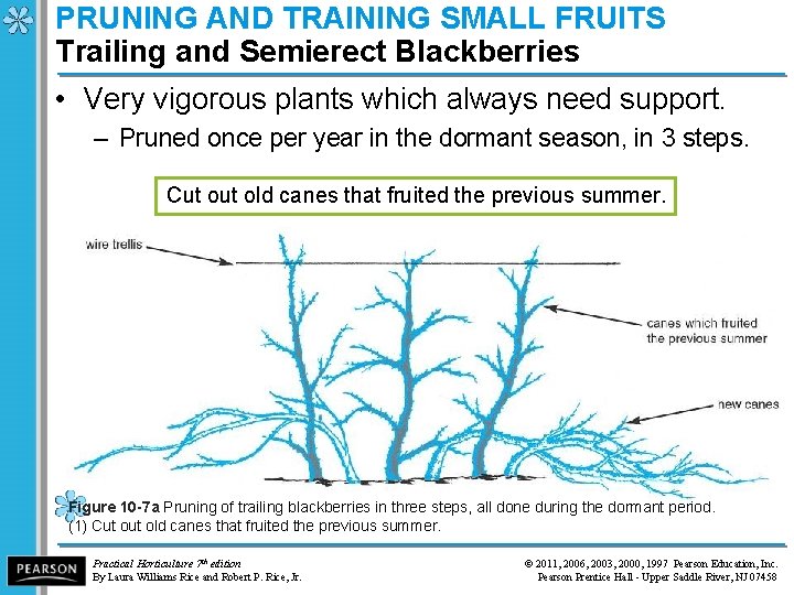 PRUNING AND TRAINING SMALL FRUITS Trailing and Semierect Blackberries • Very vigorous plants which