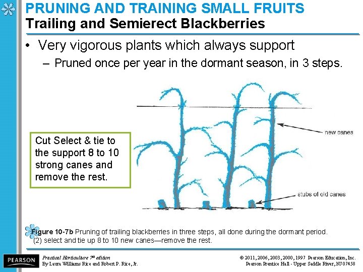 PRUNING AND TRAINING SMALL FRUITS Trailing and Semierect Blackberries • Very vigorous plants which