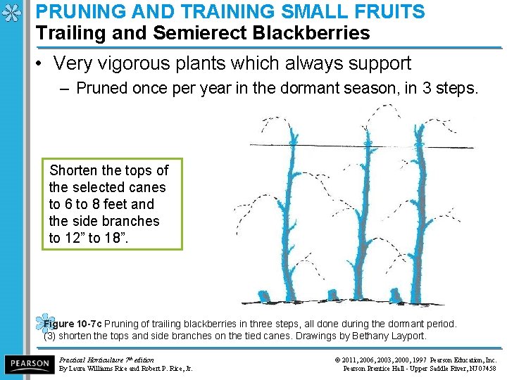PRUNING AND TRAINING SMALL FRUITS Trailing and Semierect Blackberries • Very vigorous plants which