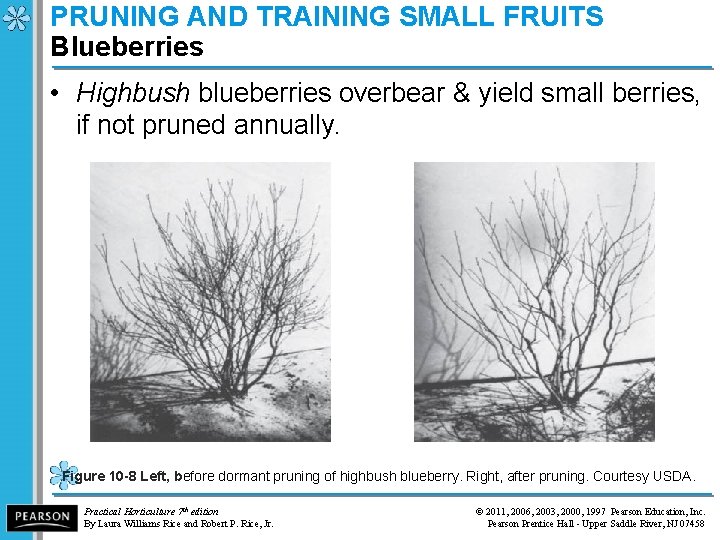 PRUNING AND TRAINING SMALL FRUITS Blueberries • Highbush blueberries overbear & yield small berries,