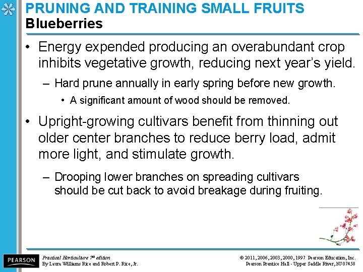 PRUNING AND TRAINING SMALL FRUITS Blueberries • Energy expended producing an overabundant crop inhibits