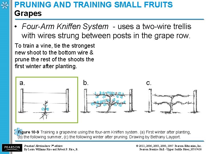 PRUNING AND TRAINING SMALL FRUITS Grapes • Four-Arm Kniffen System - uses a two-wire