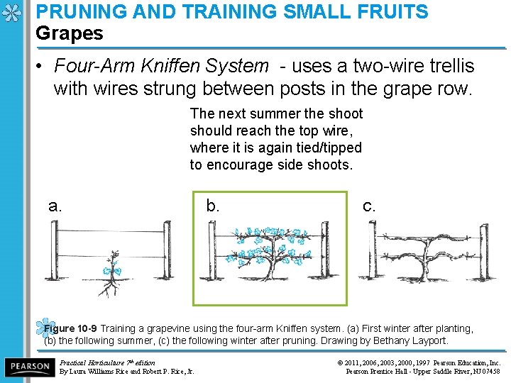 PRUNING AND TRAINING SMALL FRUITS Grapes • Four-Arm Kniffen System - uses a two-wire