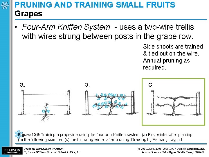 PRUNING AND TRAINING SMALL FRUITS Grapes • Four-Arm Kniffen System - uses a two-wire