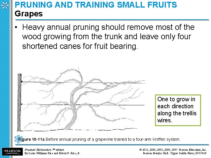 PRUNING AND TRAINING SMALL FRUITS Grapes • Heavy annual pruning should remove most of