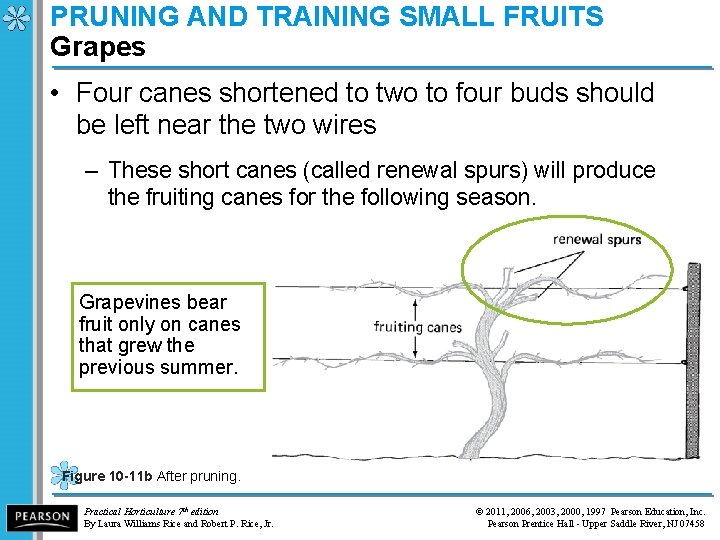 PRUNING AND TRAINING SMALL FRUITS Grapes • Four canes shortened to two to four