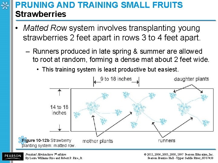 PRUNING AND TRAINING SMALL FRUITS Strawberries • Matted Row system involves transplanting young strawberries