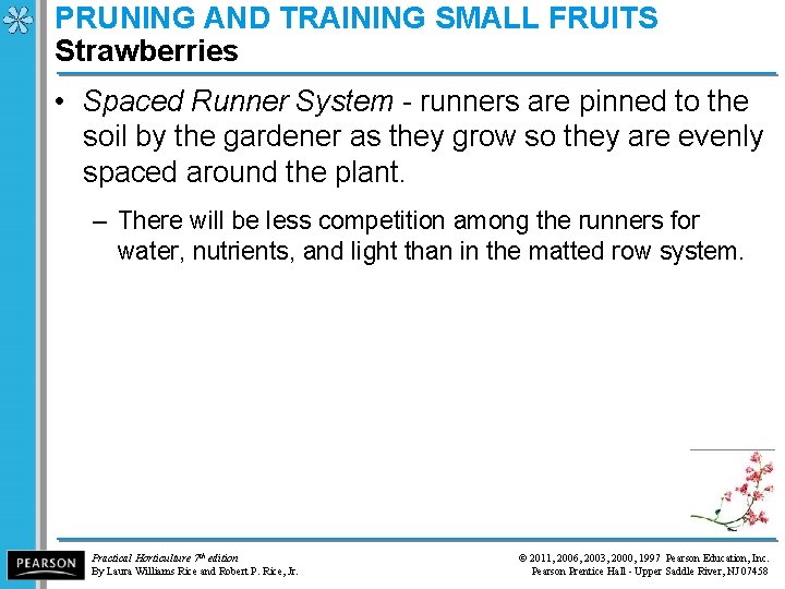 PRUNING AND TRAINING SMALL FRUITS Strawberries • Spaced Runner System - runners are pinned