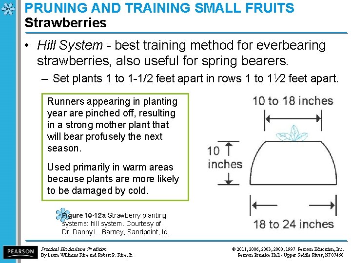 PRUNING AND TRAINING SMALL FRUITS Strawberries • Hill System - best training method for