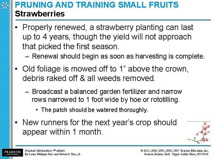 PRUNING AND TRAINING SMALL FRUITS Strawberries • Properly renewed, a strawberry planting can last