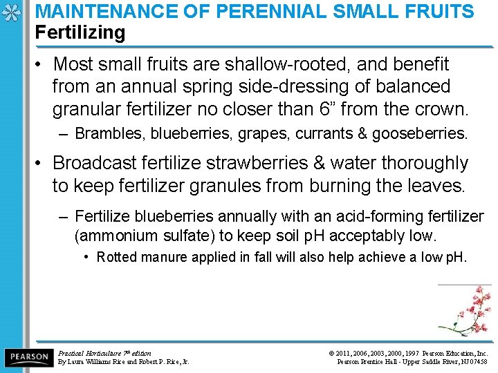 MAINTENANCE OF PERENNIAL SMALL FRUITS Fertilizing • Most small fruits are shallow-rooted, and benefit