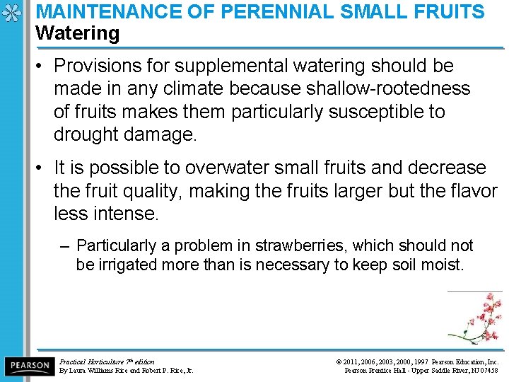 MAINTENANCE OF PERENNIAL SMALL FRUITS Watering • Provisions for supplemental watering should be made
