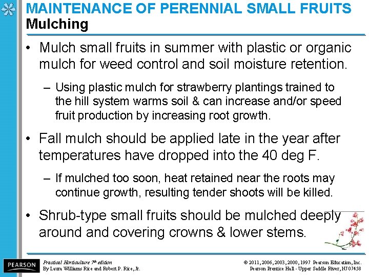 MAINTENANCE OF PERENNIAL SMALL FRUITS Mulching • Mulch small fruits in summer with plastic