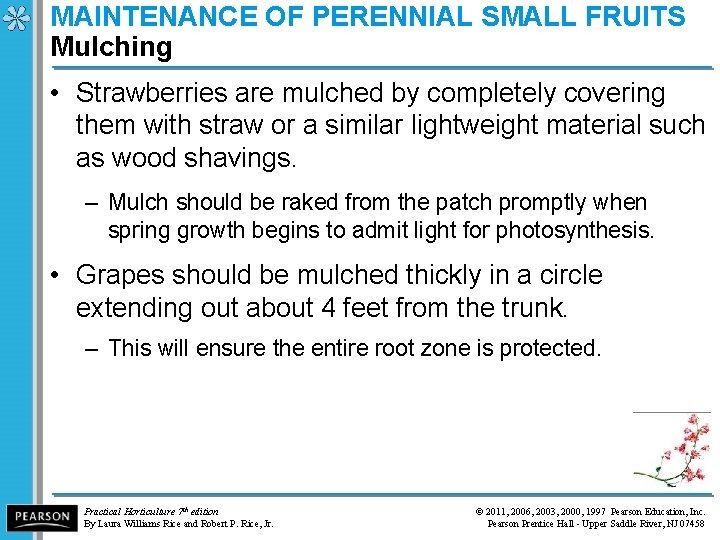 MAINTENANCE OF PERENNIAL SMALL FRUITS Mulching • Strawberries are mulched by completely covering them