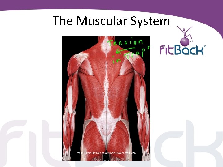 The Muscular System Copyright Fit. Back 2015 