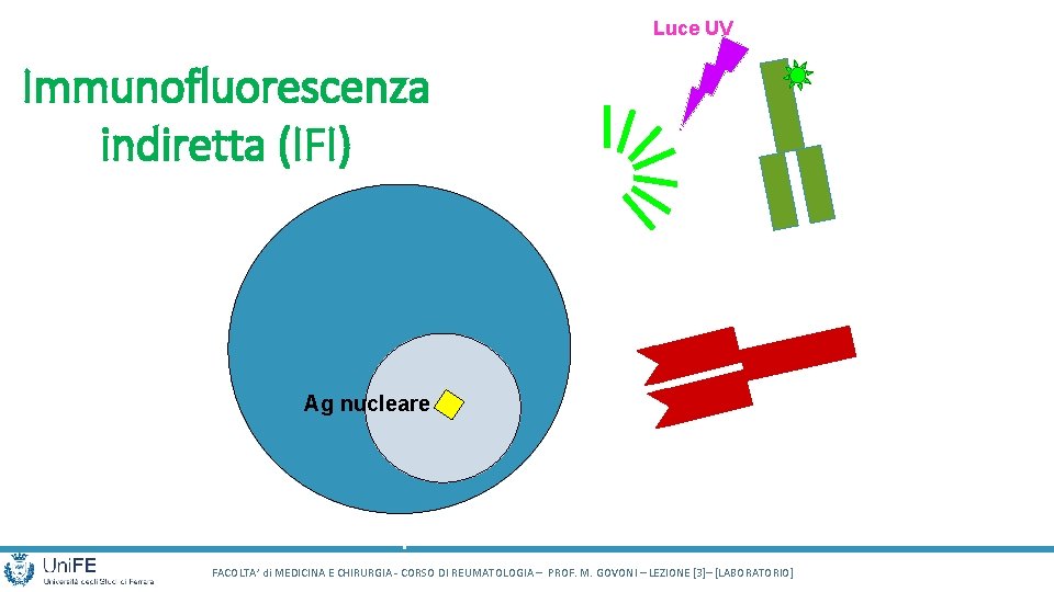 Luce UV Immunofluorescenza indiretta (IFI) Antisiero + fluorocromo Ag nucleare Siero del pz. Cellula