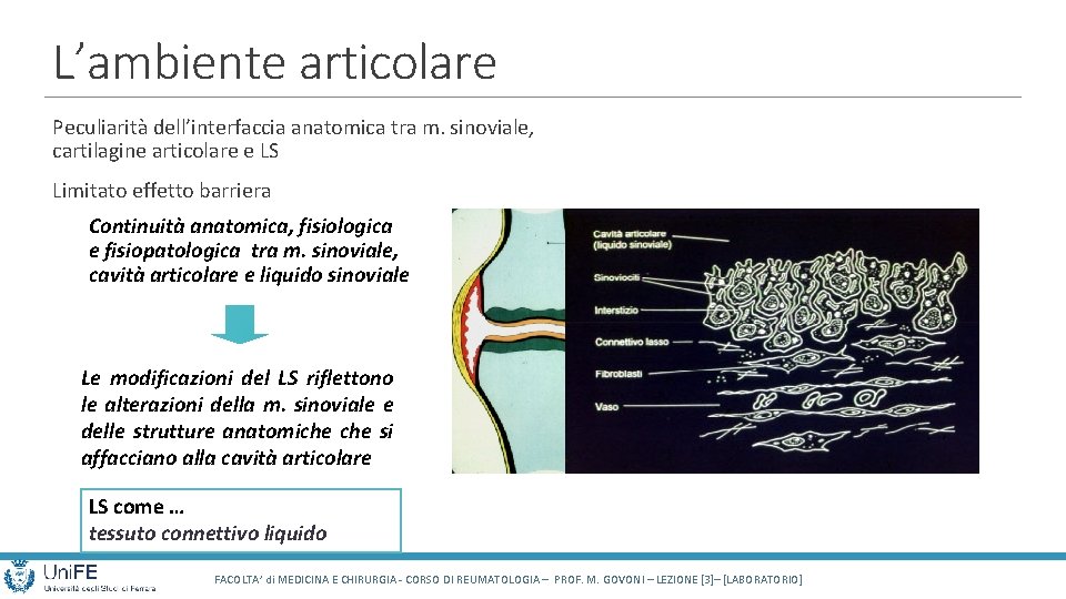 L’ambiente articolare Peculiarità dell’interfaccia anatomica tra m. sinoviale, cartilagine articolare e LS Limitato effetto